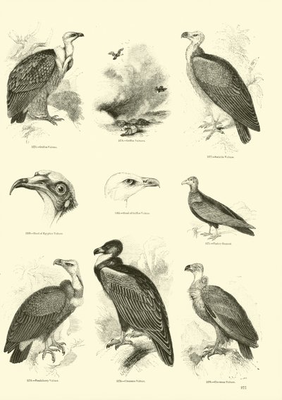 Seite aus dem Bildmuseum der belebten Natur von English School