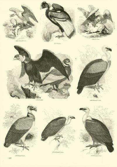 Seite aus dem Bildmuseum der belebten Natur von English School