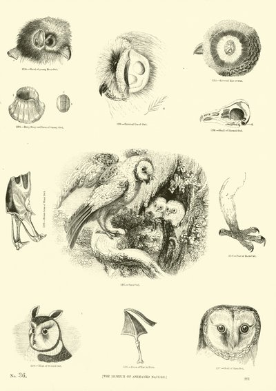 Seite aus dem Bildmuseum der belebten Natur von English School