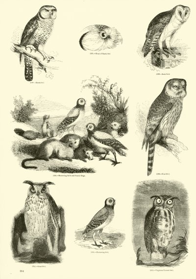 Seite aus dem Bildmuseum der belebten Natur von English School