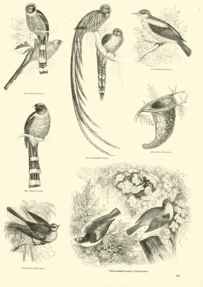 Seite aus dem Bildmuseum der belebten Natur von English School