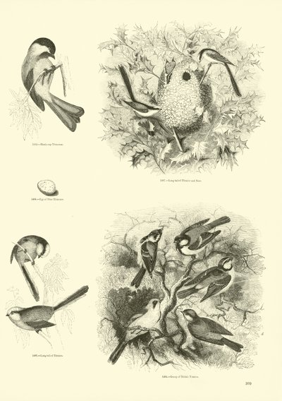 Seite aus dem Bildmuseum der belebten Natur von English School