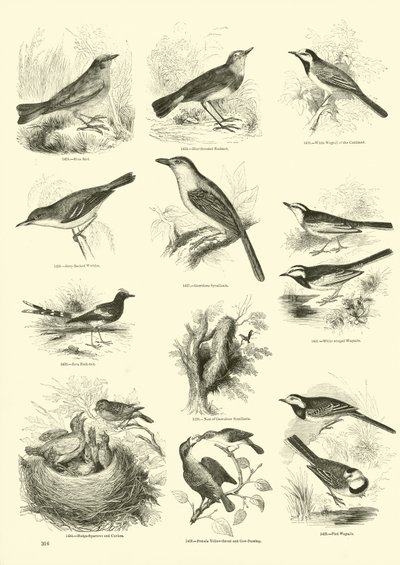 Seite aus dem Bildmuseum der belebten Natur von English School
