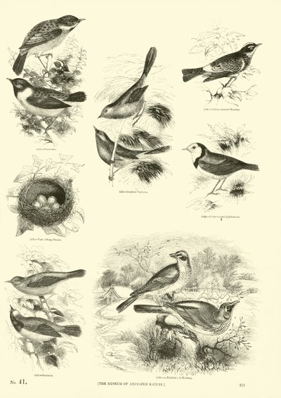 Seite aus dem Bildmuseum der belebten Natur von English School