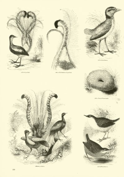 Seite aus dem Bildmuseum der belebten Natur von English School