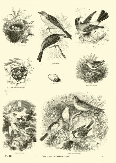 Seite aus dem Bildmuseum der belebten Natur von English School
