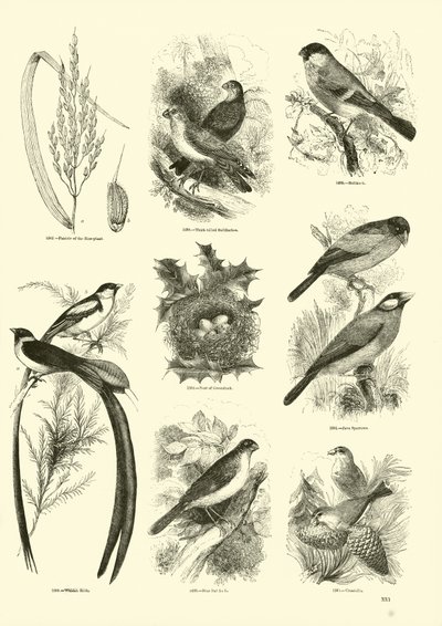 Seite aus dem Bildmuseum der belebten Natur von English School