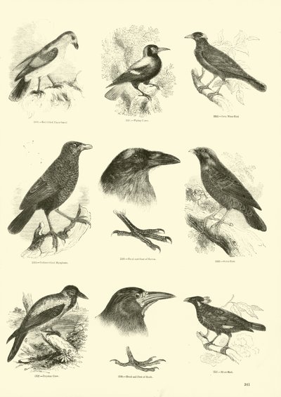 Seite aus dem Bildmuseum der belebten Natur von English School