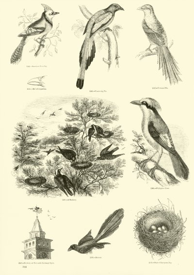 Seite aus dem Bildmuseum der belebten Natur von English School