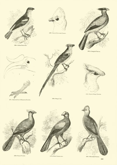 Seite aus dem Bildmuseum der belebten Natur von English School