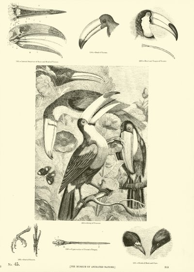 Seite aus dem Bildmuseum der belebten Natur von English School