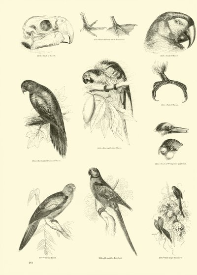Seite aus dem Bildmuseum der belebten Natur von English School