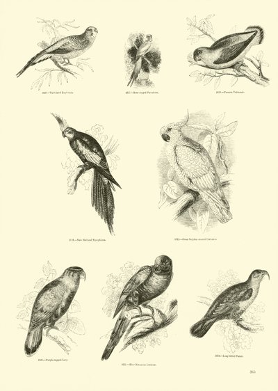 Seite aus dem Bildmuseum der belebten Natur von English School