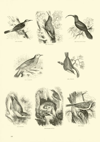 Seite aus dem Bildmuseum der belebten Natur von English School