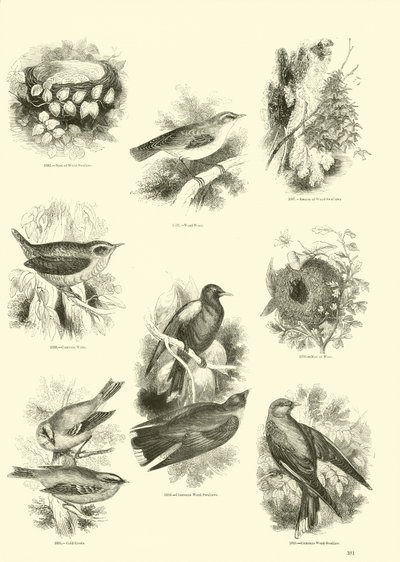 Seite aus dem Bildmuseum der belebten Natur von English School