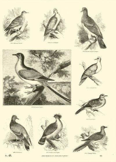 Seite aus dem Bildmuseum der belebten Natur von English School