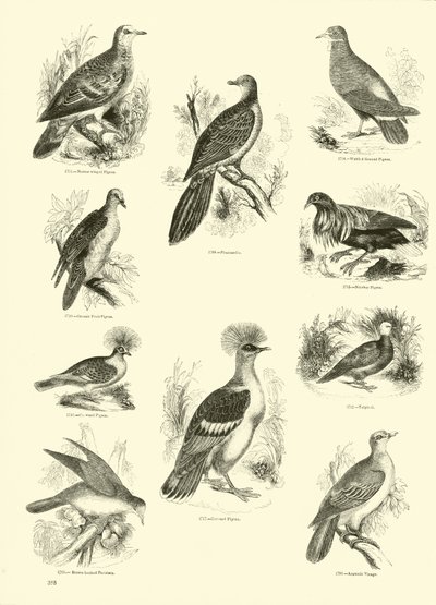 Seite aus dem Bildmuseum der belebten Natur von English School