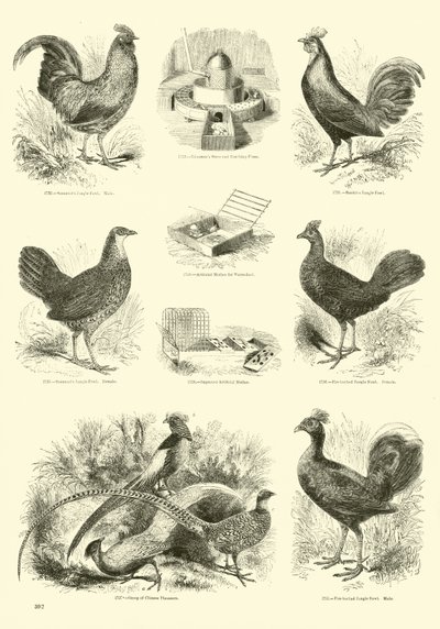 Seite aus dem Bildmuseum der belebten Natur von English School