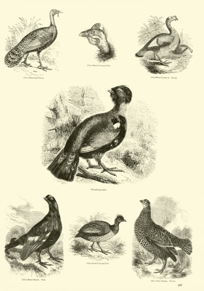 Seite aus dem Bildmuseum der belebten Natur von English School