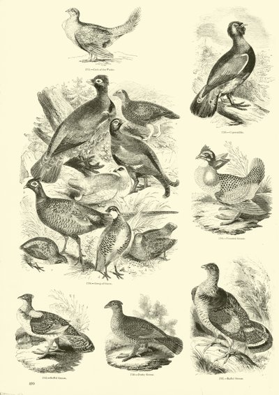 Seite aus dem Bildmuseum der belebten Natur von English School