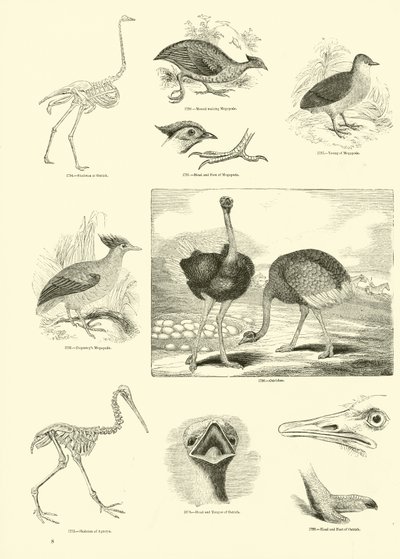 Seite aus dem Bildmuseum der belebten Natur von English School