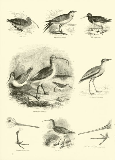 Seite aus dem Bildmuseum der belebten Natur von English School