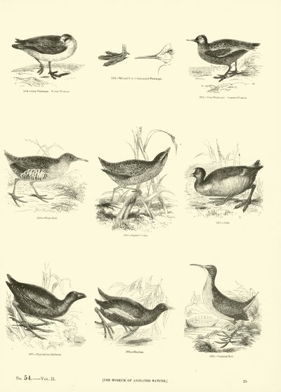 Seite aus dem Bildmuseum der belebten Natur von English School