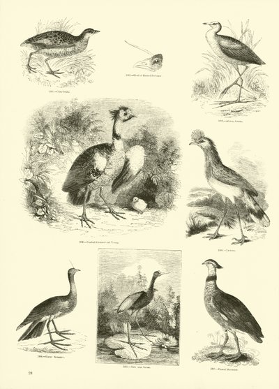 Seite aus dem Bildmuseum der belebten Natur von English School