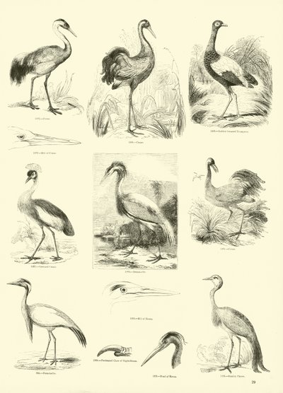 Seite aus dem Bildmuseum der belebten Natur von English School