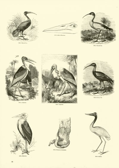 Seite aus dem Bildmuseum der belebten Natur von English School