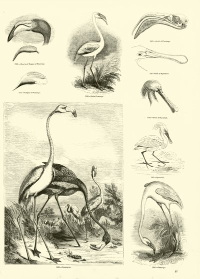 Seite aus dem Bildmuseum der belebten Natur von English School