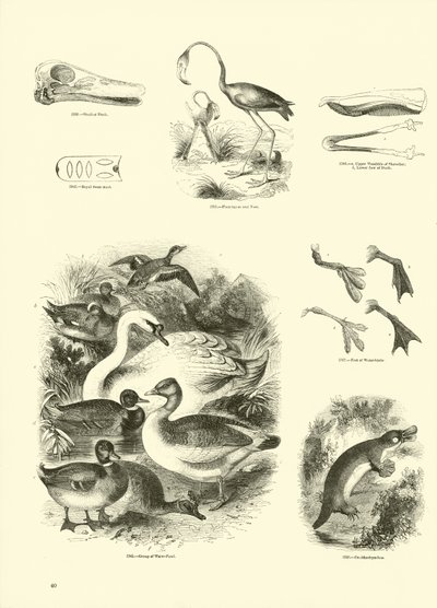 Seite aus dem Bildmuseum der belebten Natur von English School