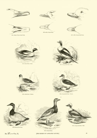 Seite aus dem Bildmuseum der belebten Natur von English School