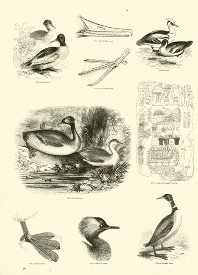 Seite aus dem Bildmuseum der belebten Natur von English School