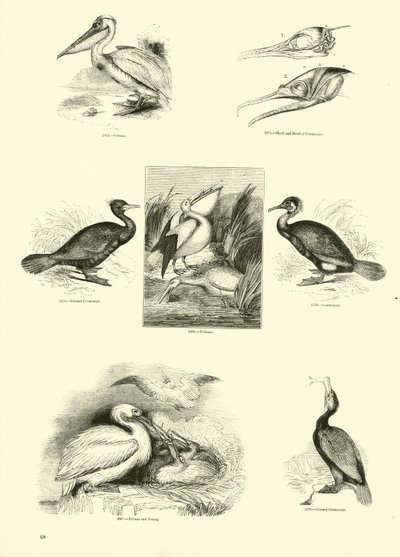 Seite aus dem Bildmuseum der belebten Natur von English School