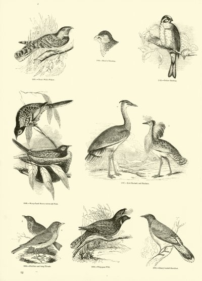Seite aus dem Bildmuseum der belebten Natur von English School
