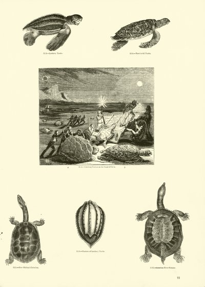 Seite aus dem Bildmuseum der belebten Natur von English School
