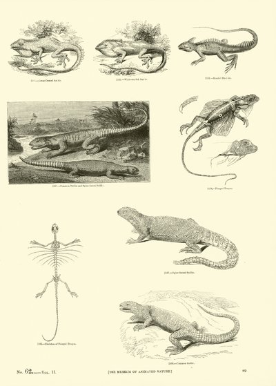 Seite aus dem Bildmuseum der belebten Natur von English School