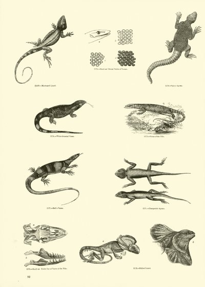 Seite aus dem Bildmuseum der belebten Natur von English School