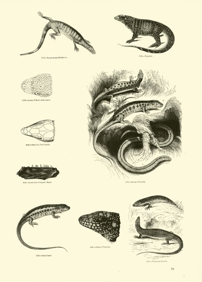 Seite aus dem Bildmuseum der belebten Natur von English School