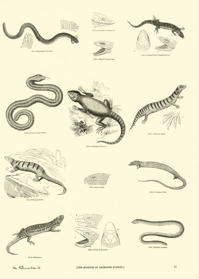 Seite aus dem Bildmuseum der belebten Natur von English School