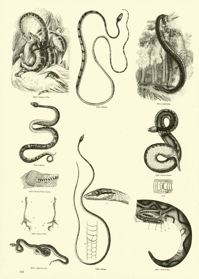 Seite aus dem Bildmuseum der belebten Natur von English School