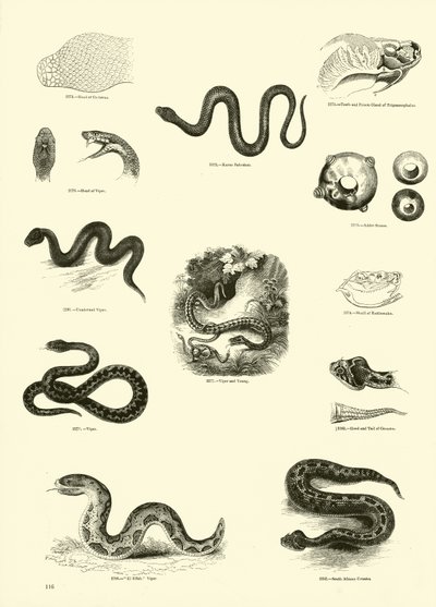 Seite aus dem Bildmuseum der belebten Natur von English School