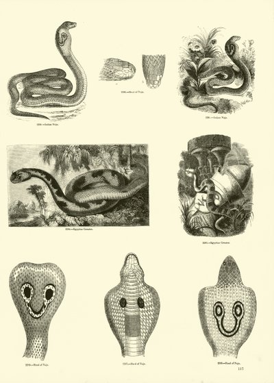 Seite aus dem Bildmuseum der belebten Natur von English School