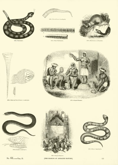 Seite aus dem Bildmuseum der belebten Natur von English School