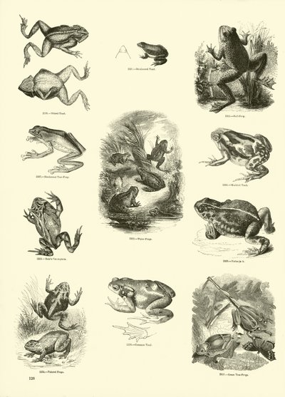 Seite aus dem Bildmuseum der belebten Natur von English School