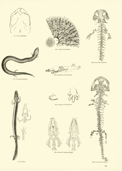 Seite aus dem Bildmuseum der belebten Natur von English School