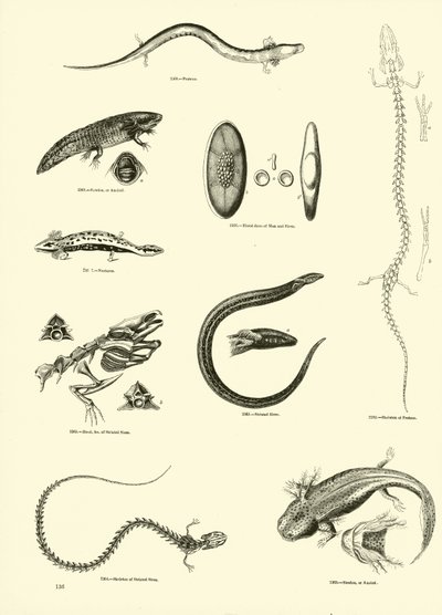 Seite aus dem Bildmuseum der belebten Natur von English School