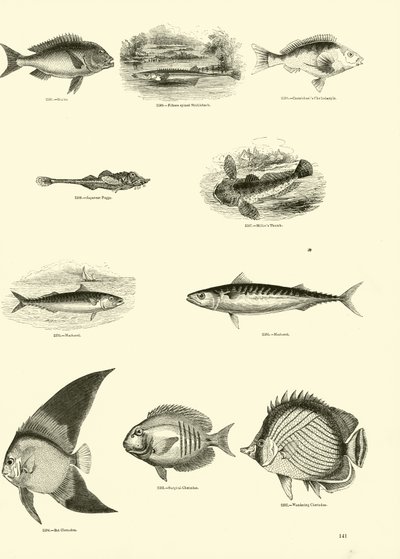 Seite aus dem Bildmuseum der belebten Natur von English School