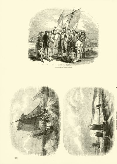 Seite aus dem Bildmuseum der belebten Natur von English School
